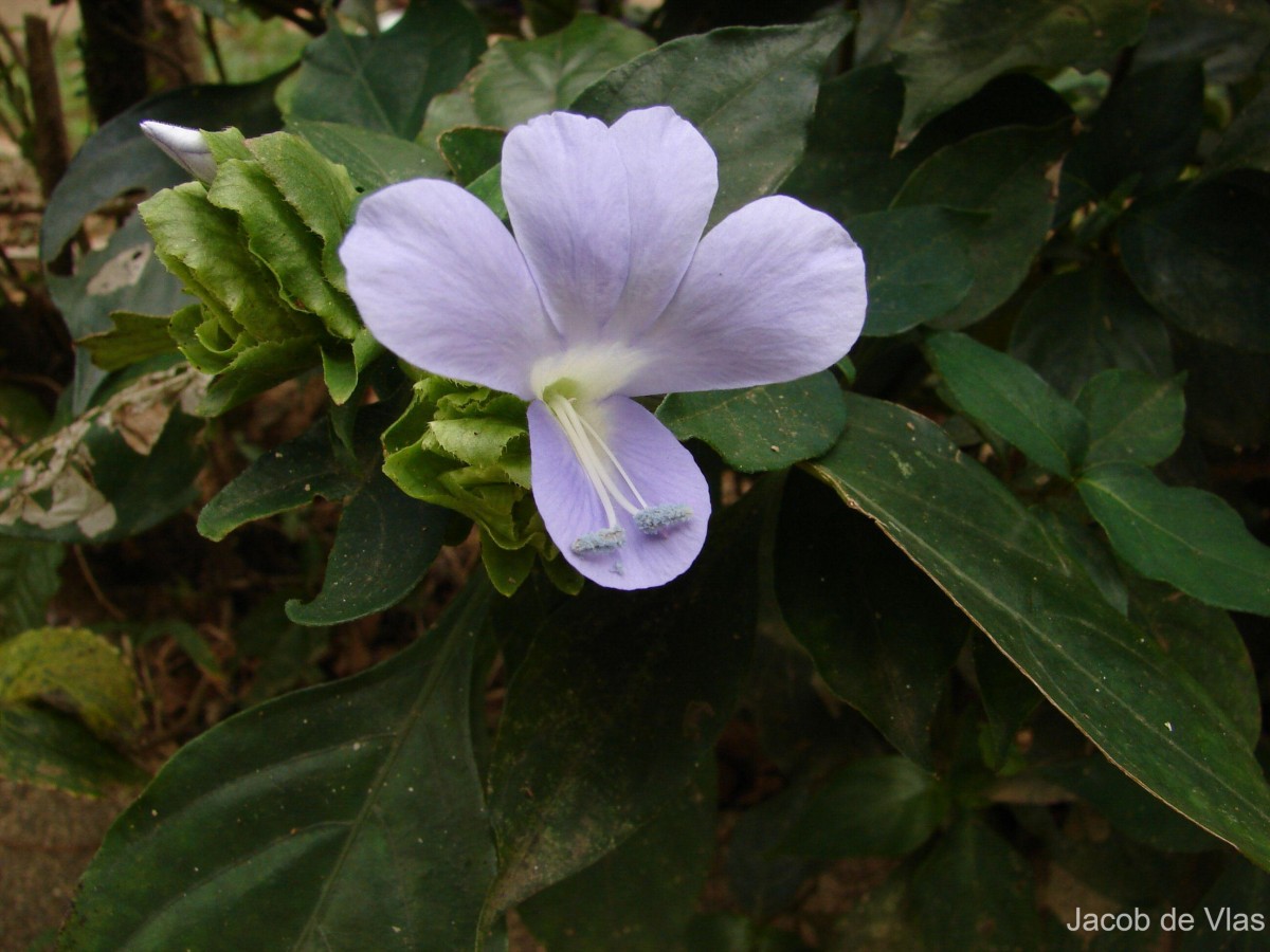 Barleria strigosa Willd.